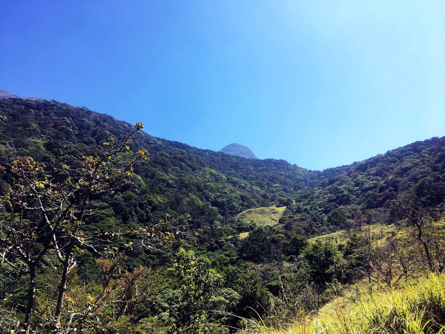 അഗസ്ത്യാര്‍ കൂടം